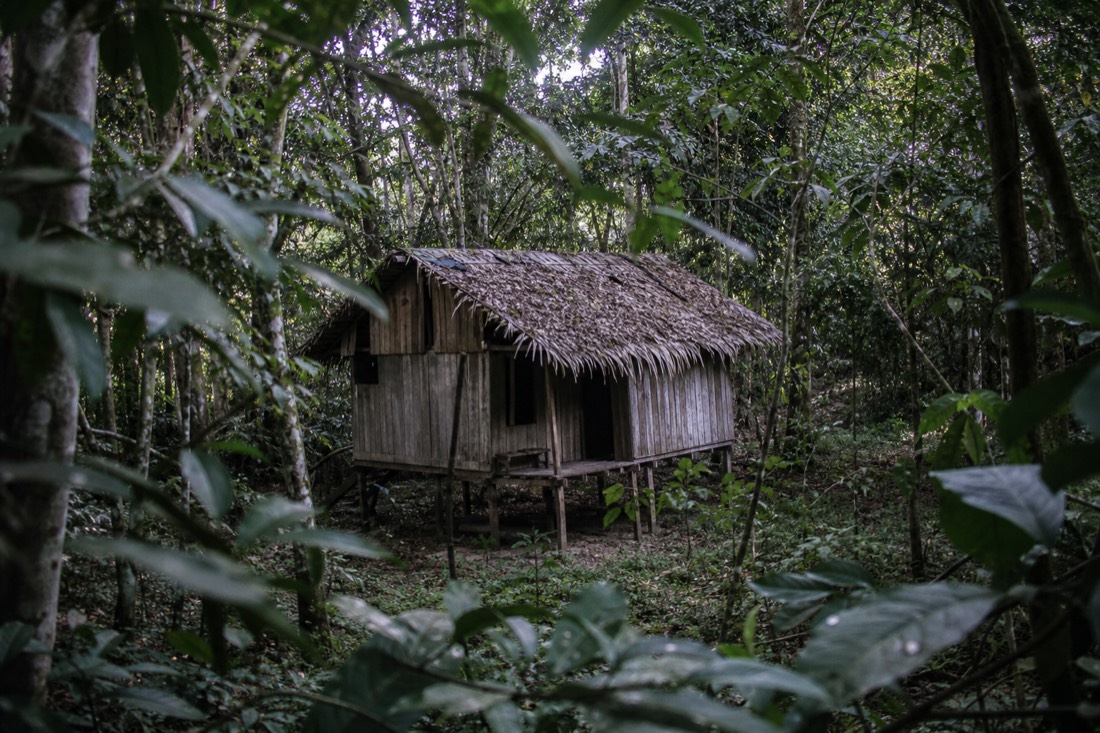 Solitary tambo hut on stilts deep in the rainforest, seen through layered vegetation