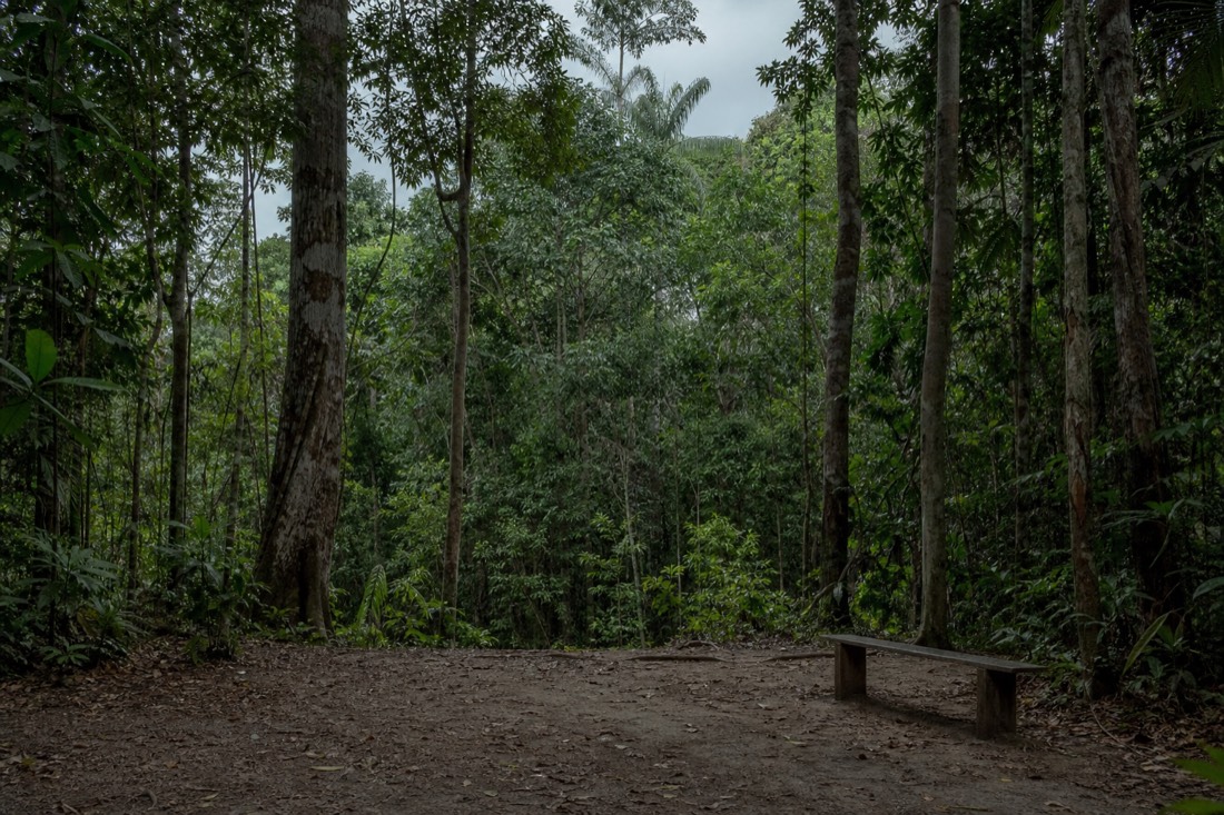 Empty jungle clearing with a simple wooden bench and tall canopy trees, somber overcast light